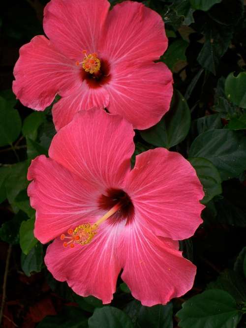 Hibiscus Pink Flowers Two Pair Garden Leaves