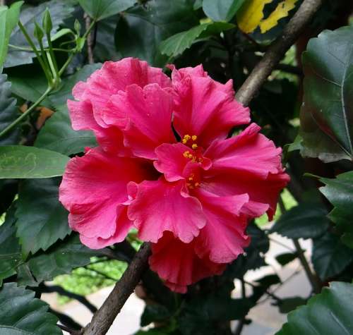 Hibiscus Double Pink Rosa Sinensis China Rose