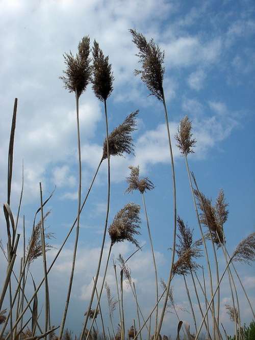 High Dry Grass Sky Wind Movement