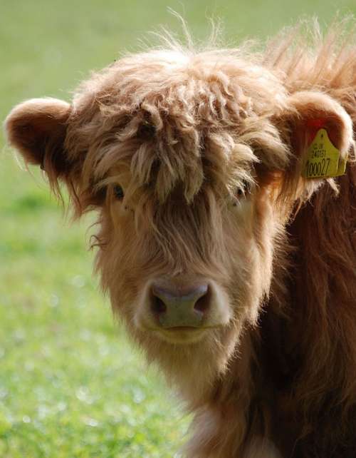 Highland Cattle Cow Farm Animal Hairy Brown