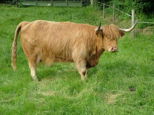 Highlands Beef Cattle Cow Animals Farm