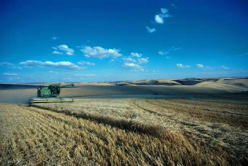 Hills Palouse Washingtons Harvest Barley Hill