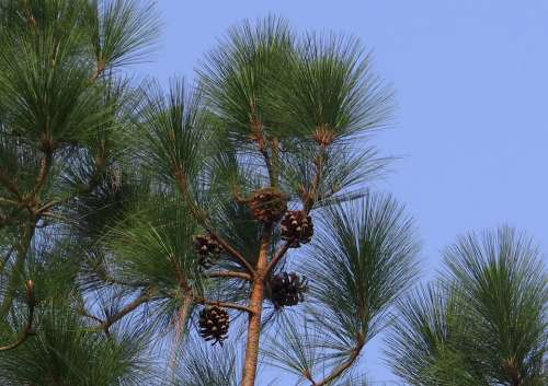 Himalayan Blue Pine Cone Himalayan Pine Bhutan Pine