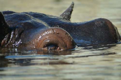 Hippo Zoo Submerged Large Display Stay Afloat