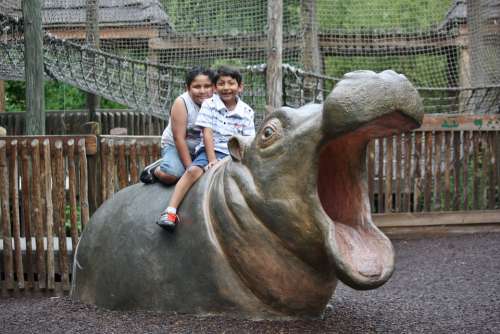 Hippo Animal Zoo Hippopotamus Mammal Funny Kids