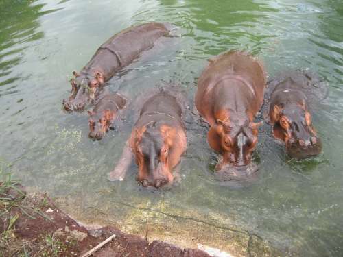 Hippo Africa Grey Wild Mammal Large