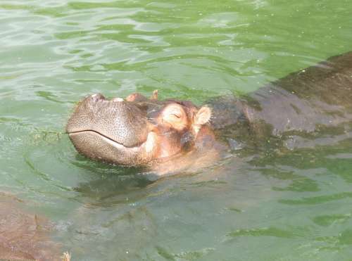 Hippo Africa Grey Wild Mammal Large