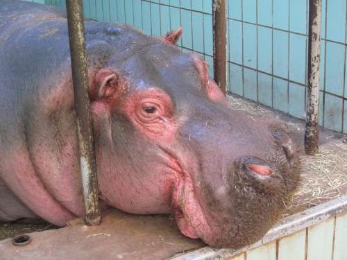 Hippo Zoo Animal Mammal Bars Hard