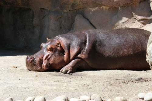 Hippo Hippopotamus Water Zoo Animal Wildlife