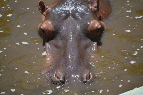 Hippo Animal Zoo Salvador Bahia