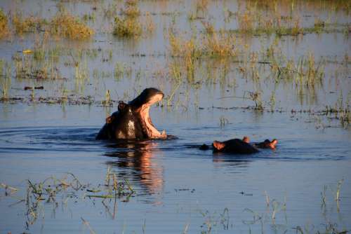 Hippopotamus Hippo Water River Nature Africa