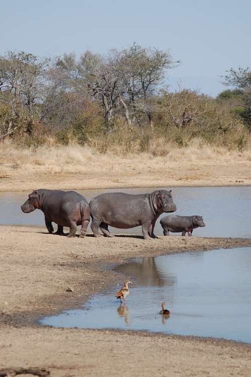 Hippopotamus Hippos Nature Wildlife Safari Africa
