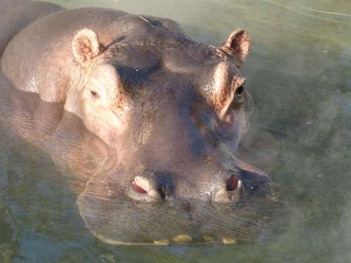 Hippopotamus Submerged Water Mammal Hard Large