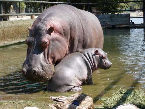 Hippos Fauna Family Mother And Son