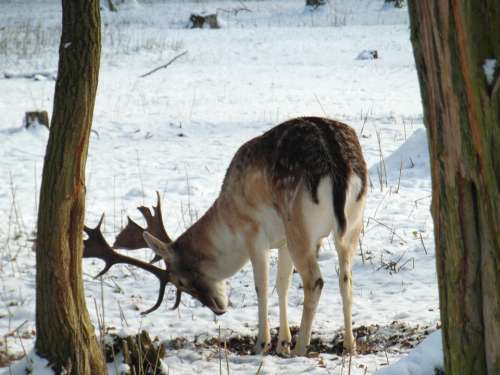 Hirsch Fallow Deer Winter Snow Forest Blade