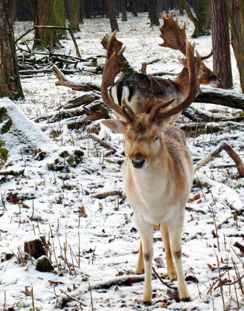 Hirsch Fallow Deer Winter Snow Forest Blade