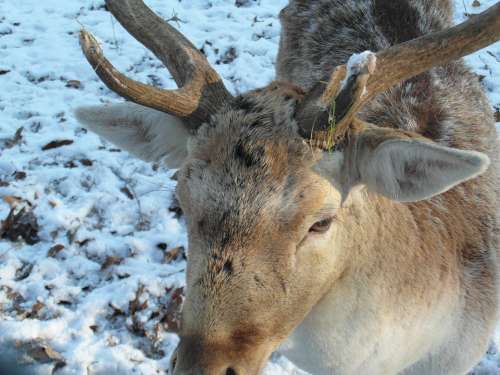Hirsch Fallow Deer Winter Snow Forest Blade