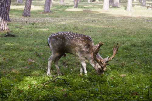 Hirsch Fallow Deer Forest Aeasen Blade Antler