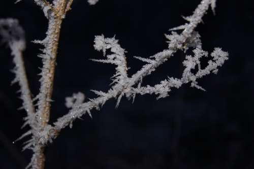 Hoarfrost Frost Winter Grass Branches Cold