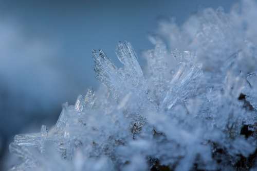 Hoarfrost Winter Snow Cold Transition Frozen