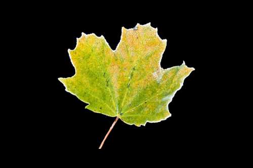 Hoarfrost Autumn Leaf Maple Yellow Frozen Frost