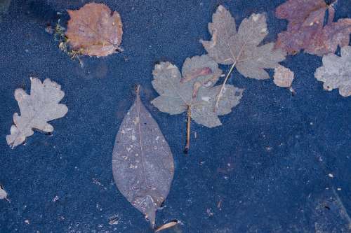 Hoarfrost Leaf Leaves Oak Maple Rip Ice Iced