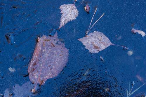Hoarfrost Leaf Leaves Hazel Birch Seeds Rip Ice