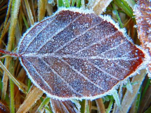 Hoarfrost Leaf Frozen Eiskristalle Crystals Ice