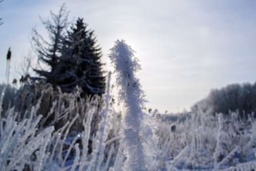 Hoarfrost Plant Iced Cold Icy Frost Nature