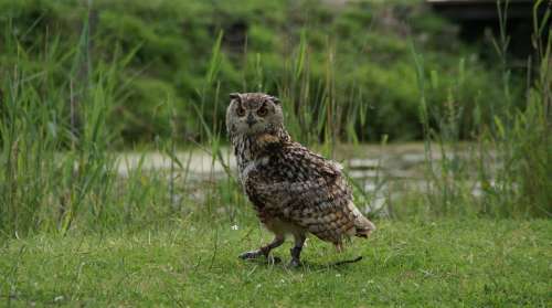 Hoenderdaell Rock Eagle Owl Owl