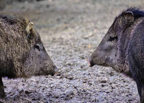 Hog Mammal Animal Boar Snout Brown Gray