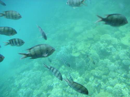 Vacations Egypt Sea Fish