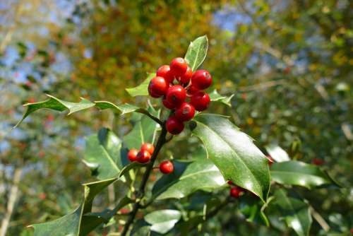 Holly Autumn Berries Red