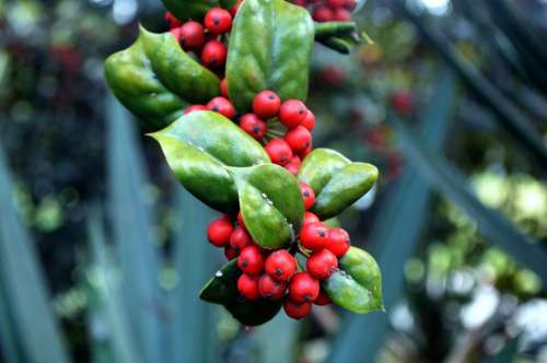 Holly Bush Berry Berries Plant Shrub Evergreen