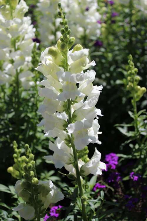 Hollyhock Flower White Garden Plant Blossom
