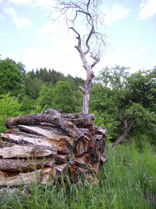 Holzstapel Tree Wood