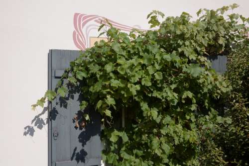 House Window Shutters Overgrown Wine Sun Wall