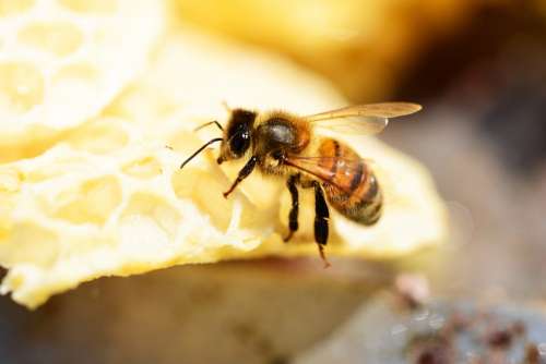 Honey Bee Buckfast Insect Honey Bee Worker Bee