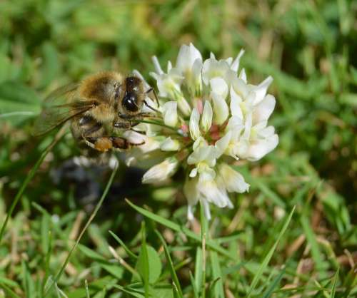 Honey Bee Bee Pollen Klee Grass Meadow Plant