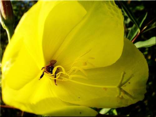 Honey Bee Flower Yellow Summer Nature Blossom Bloom