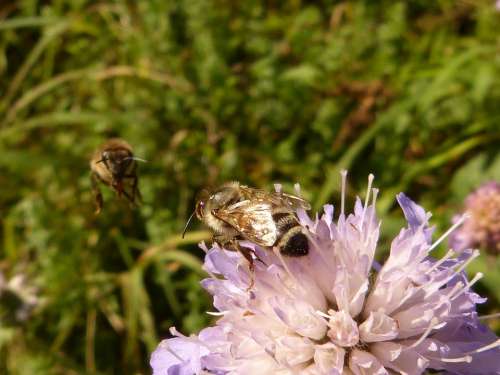 Honey Bee Apis Mellifera Insect Hymenoptera Animal