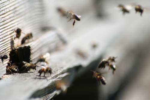 Honey Bees Bee Insect Honeybee Brown Hive