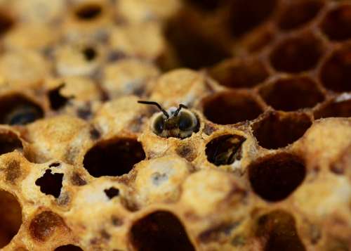 Honey Bees Drone Hatching Male Bee Beehive Honey