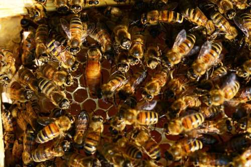 Honey Bees Bee Hive Honey Bee Queen Hive Laying Egg