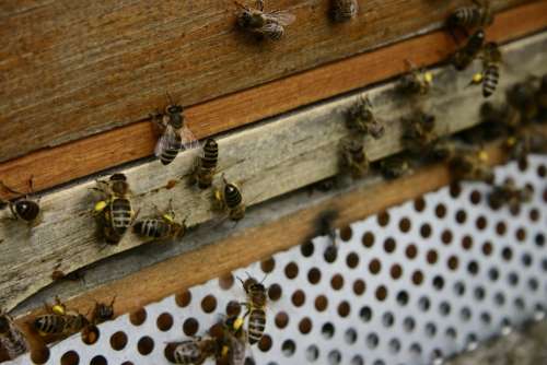 Honey Bees Pollen Pollen Panties Bees Beekeeping
