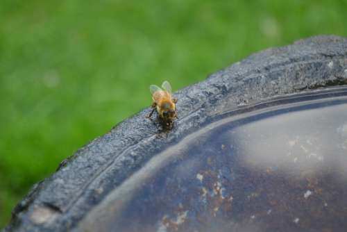 Honeybee Drink Insect Buckfast Golden Bee Water