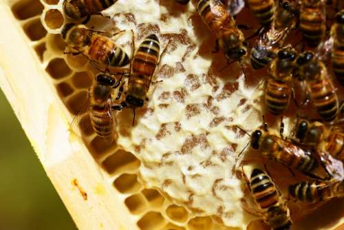 Honeycombes Bees Honey Honey Bees Honeycomb