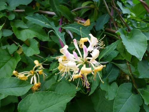 Honeysuckle Blossom Bloom Geissblattgewaechs