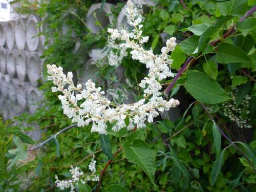 Honeysuckle Blossom Bloom White Evergreen Plant