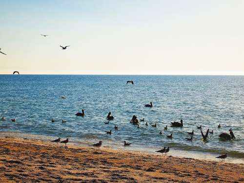 Horizon Birds Ocean Landscape Blue Nature Summer